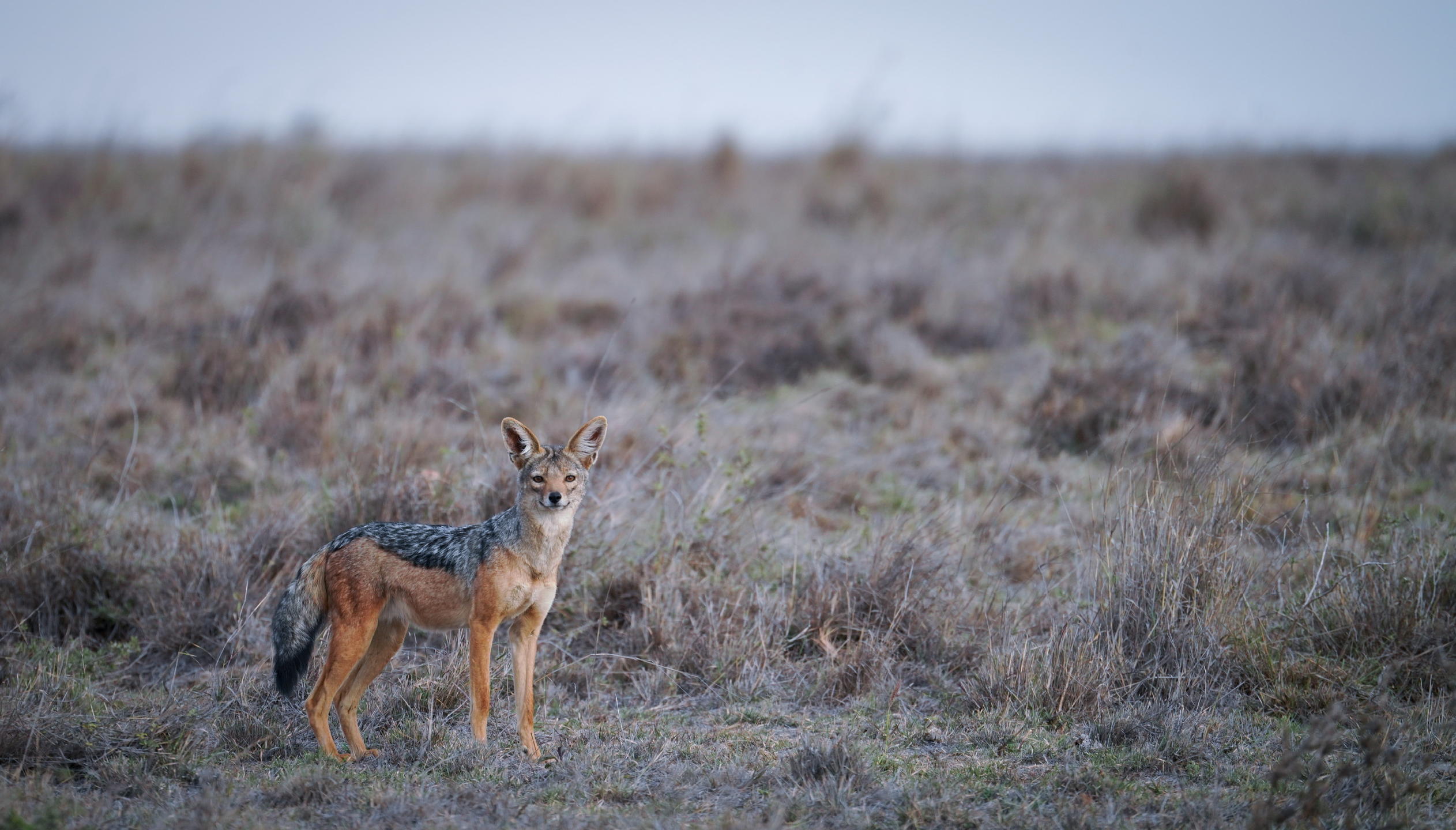Image of Suyian Conservancy 2d557704-9bee-4f1b-8855-f79db512b630