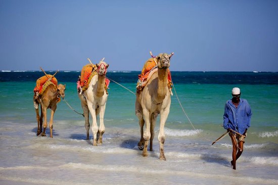 Beach Camel Ride in Diani