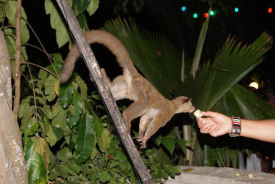Bush Baby Feeding Experience from Diani