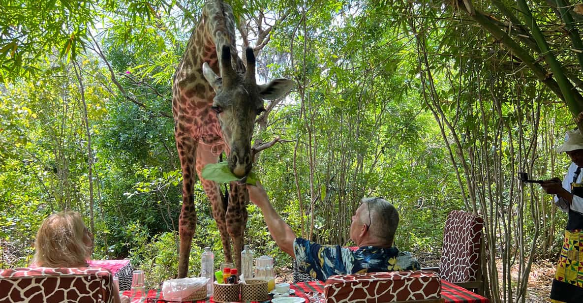 Giraffe Feeding Experience from Diani