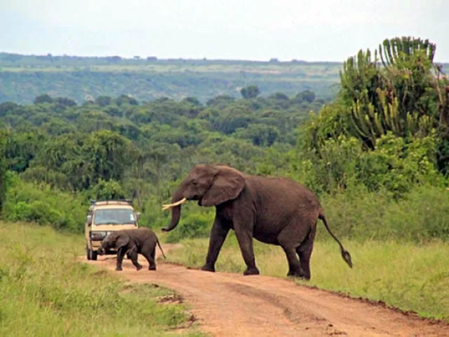 Shimba Hills Game Drive from Diani
