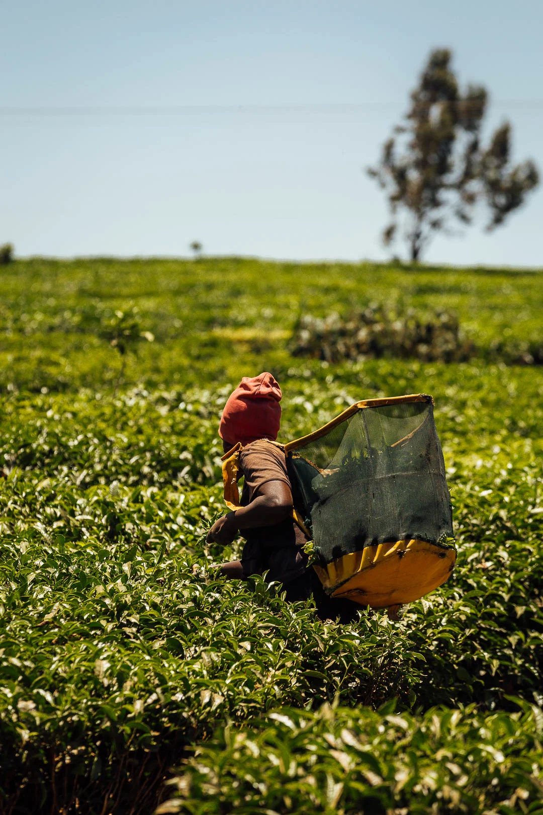 The Tigoni Tea Walk & Botanical Pause