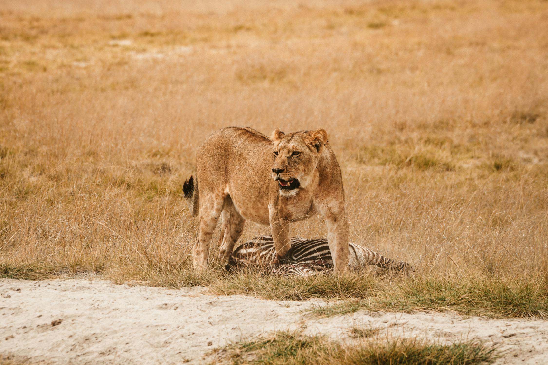 Savanna and Shores: 10 Days Hemingways Bush and Beach Experience